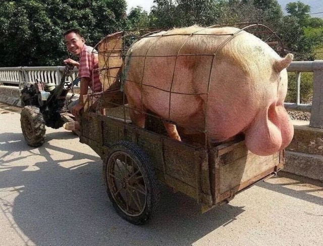 Яйцо по шведски
