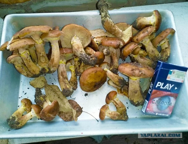 Странные грибы в ноябре