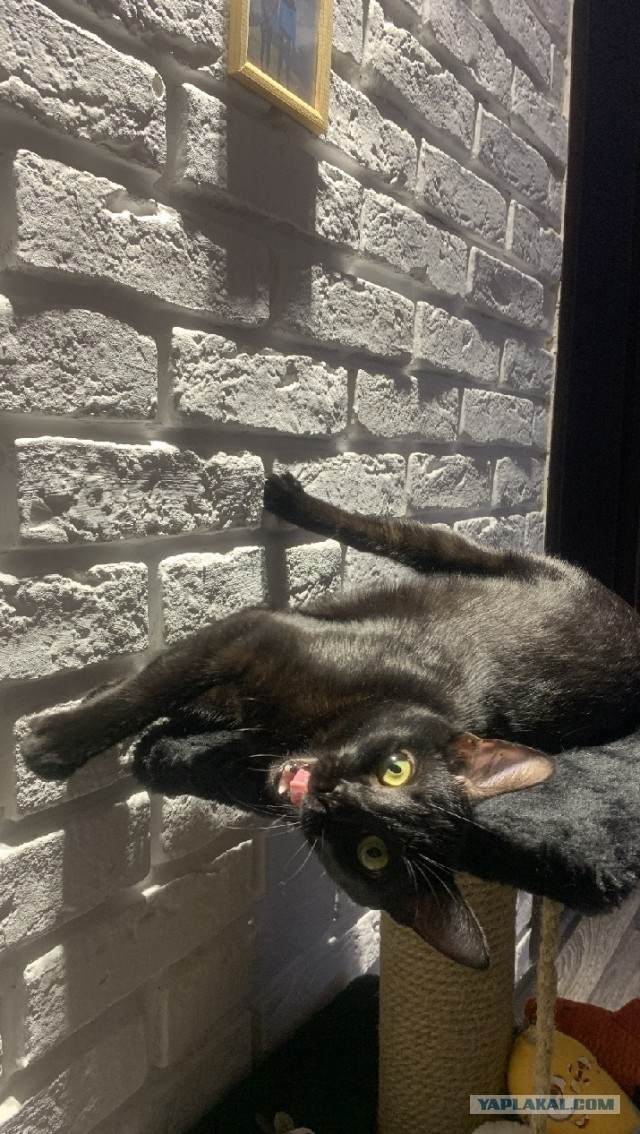 В защиту чёрных котов