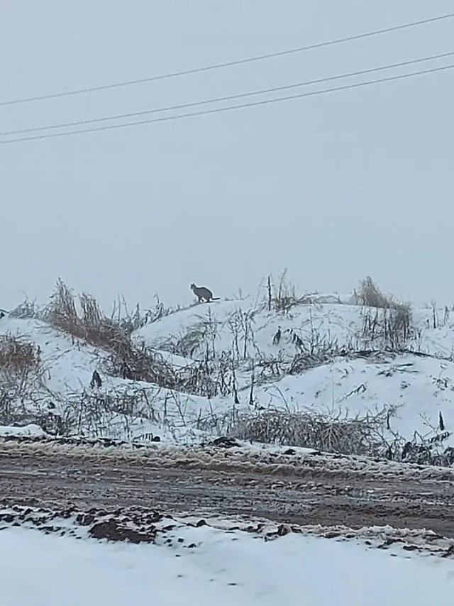 Производственный кот