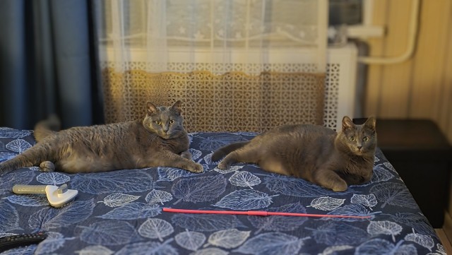 Привет, котовторник.