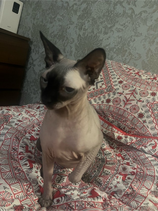 В защиту кошек породы Сфинкс канадский...