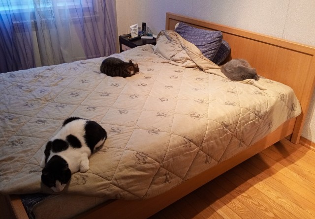 Котофторник жеж