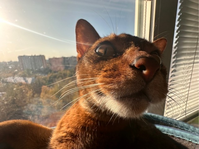Котовторник 24.02