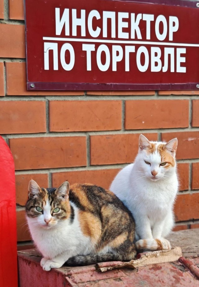 Уличные котики