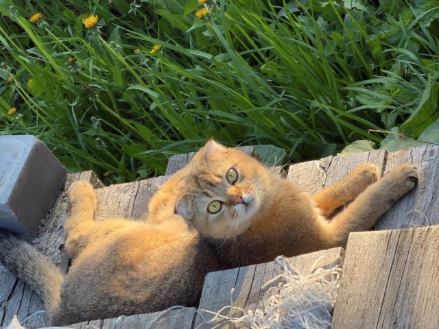 Котовторник, молодость
