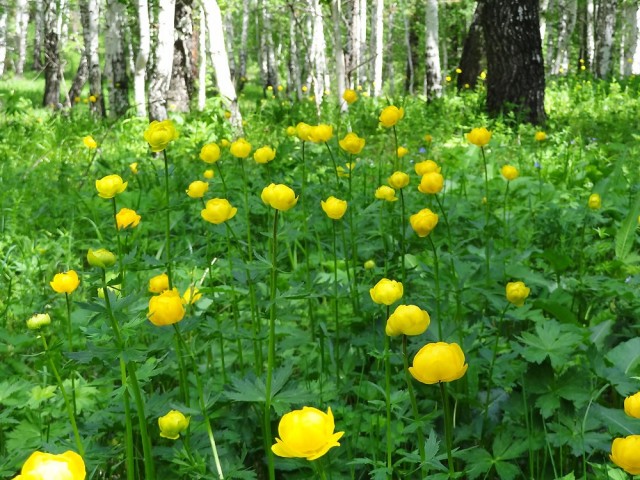 Жарки