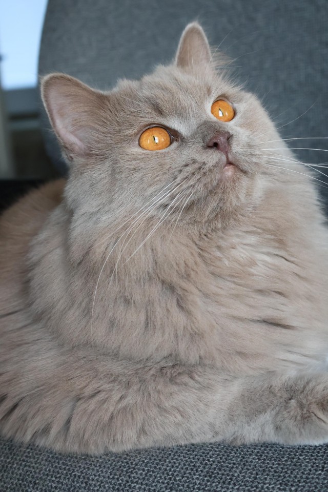 Красивый пушистый кот