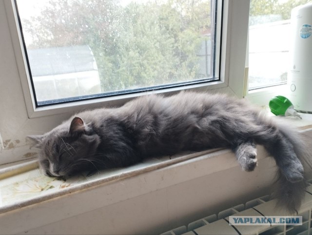 Очередной котовторник