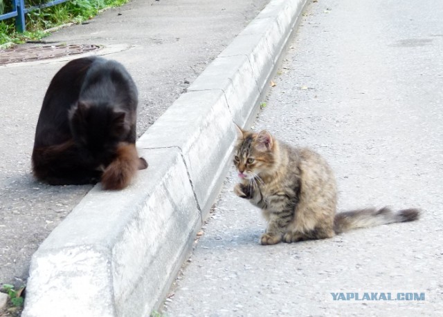 Котовторник   27.08.2013