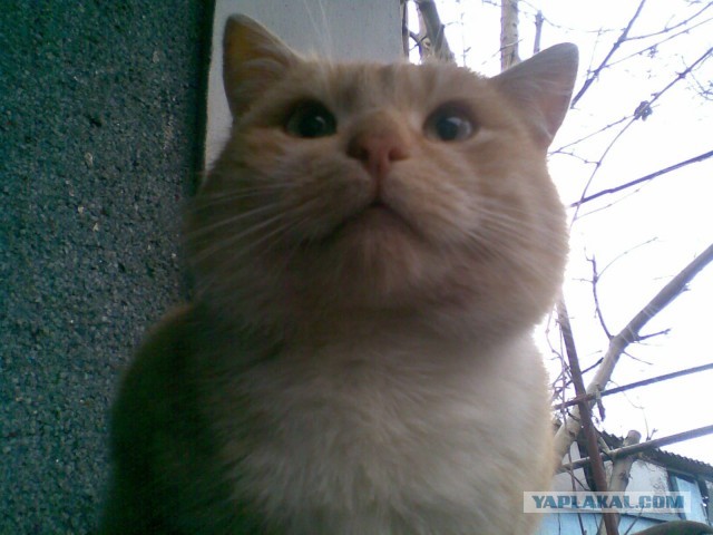 Котовторник 17.09.2013