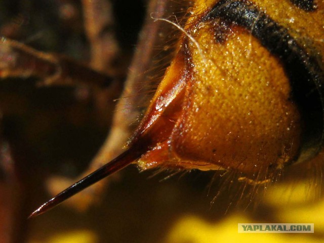 Шершень (Vespa crabro)