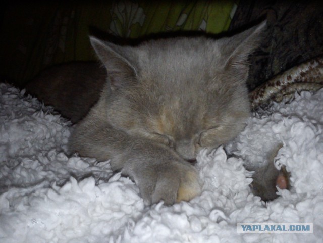 Котовторник 25.02.2014