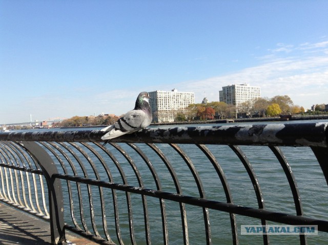Нью-Йорк глазами жителя Москвы.