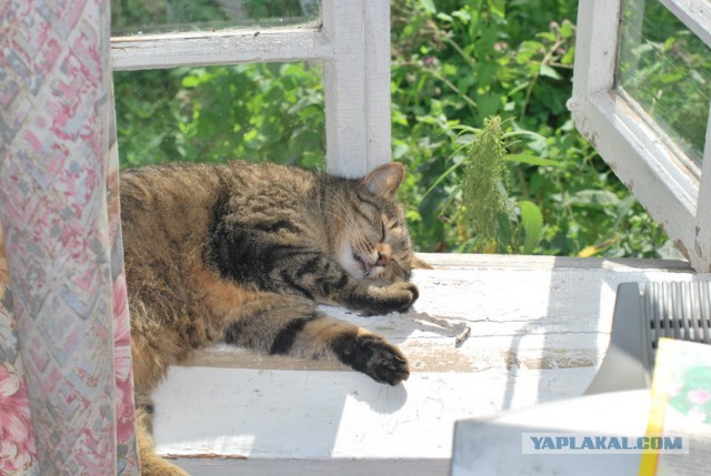 Котовторник 01.04.2014