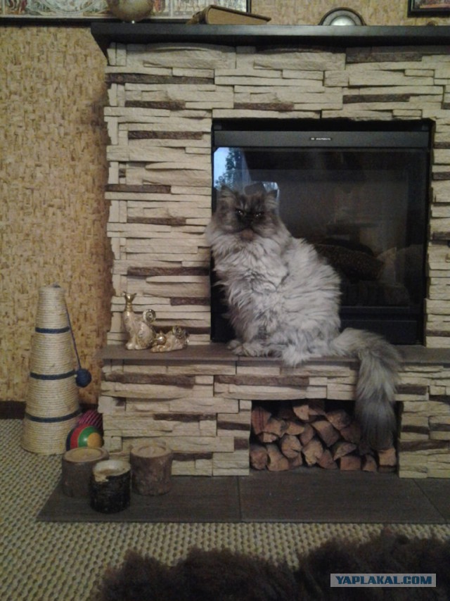 Котовторник 29.04.14.