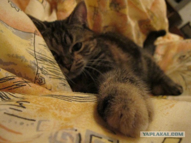 Котовторник  08.07.2014