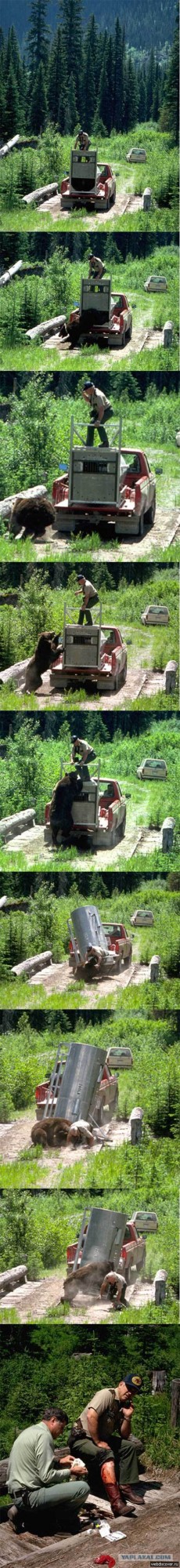 Берлога в разрезе