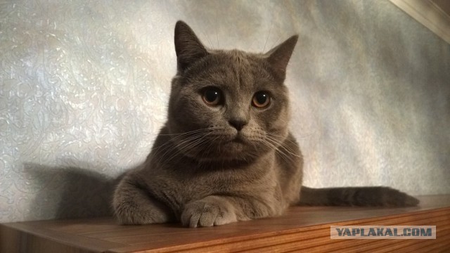 Котовторник 9.12.2014