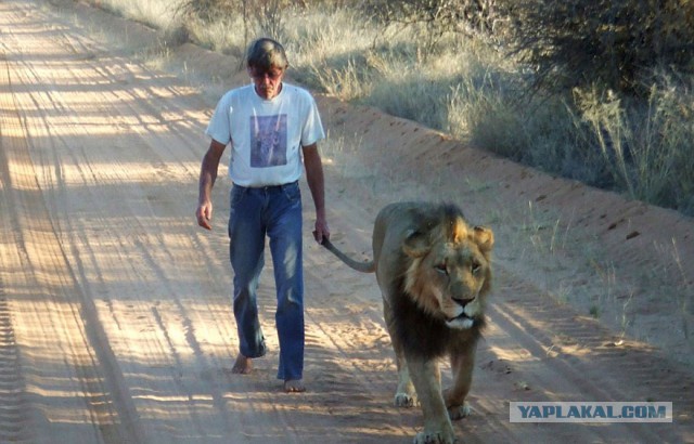 11-летняя дружба между человеком и львом
