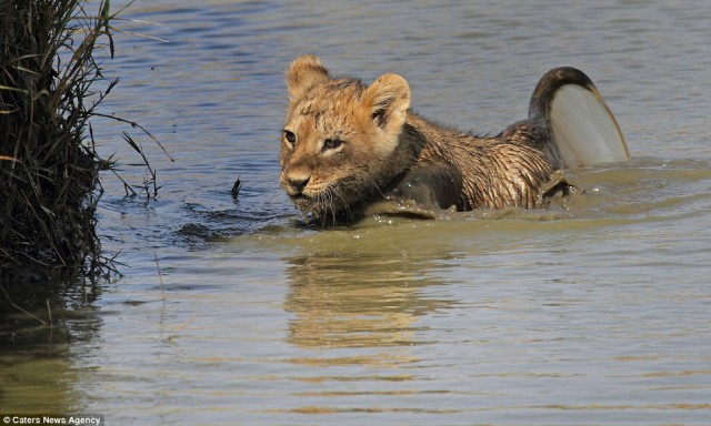 Львица помогла львенку перебраться через реку