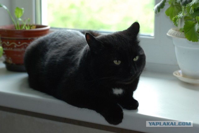 Котовторник 12.03.13