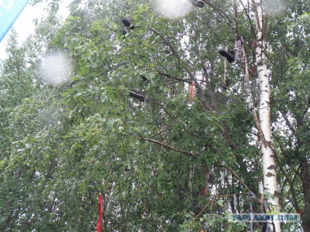 ЯП съездил за Полярный круг