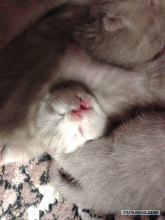 Котовторник 26.01.2016