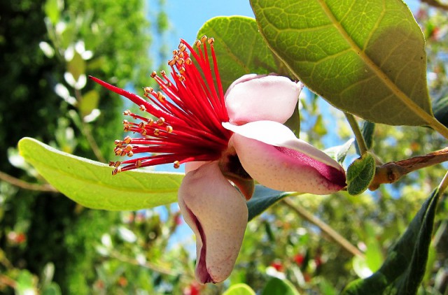 Как растет еда в естественной среде