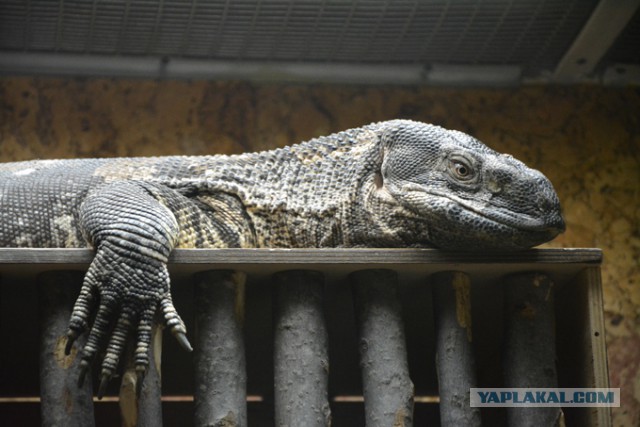 Хочу в Питер!