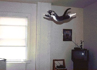Дюжина кошаков