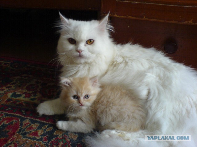 Котовторник 31.05.2016
