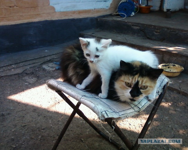 Котовторник 20.09.2016