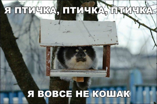 Разные картинки из сети