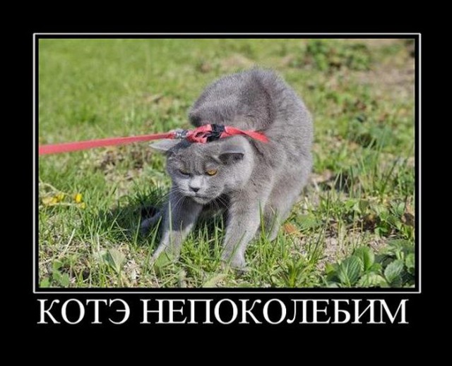Коты из сети