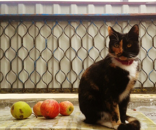 Коты из сети