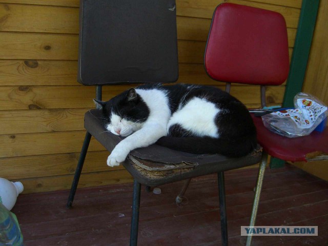 Котовторник 20.12.2016