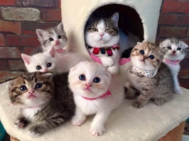 Коты из сети