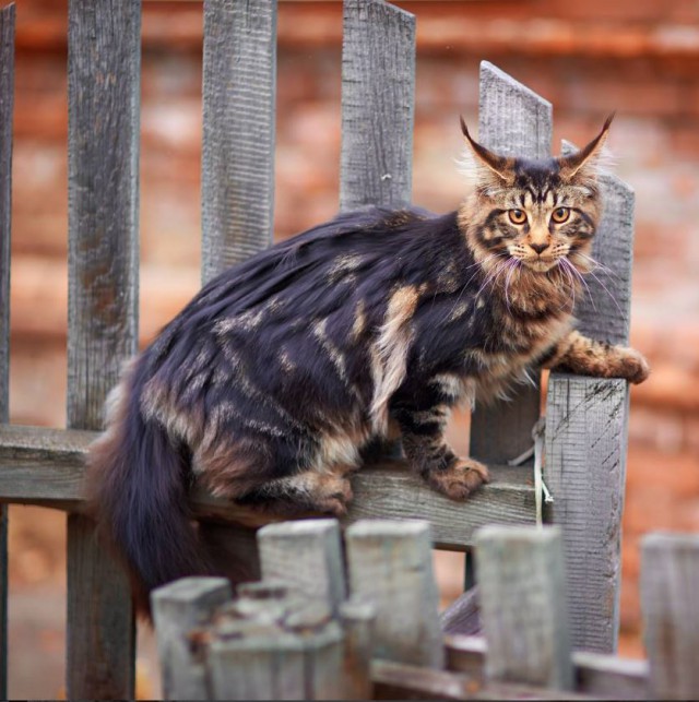 Коты из сети