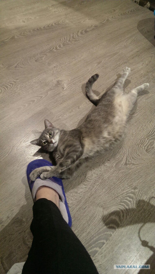 Котовторник 14.03.2017