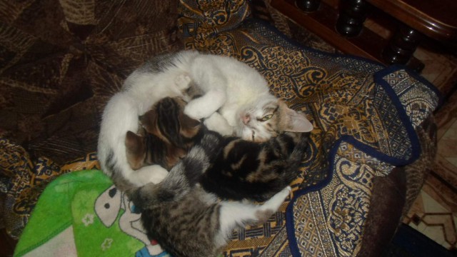 Коты и Кошки