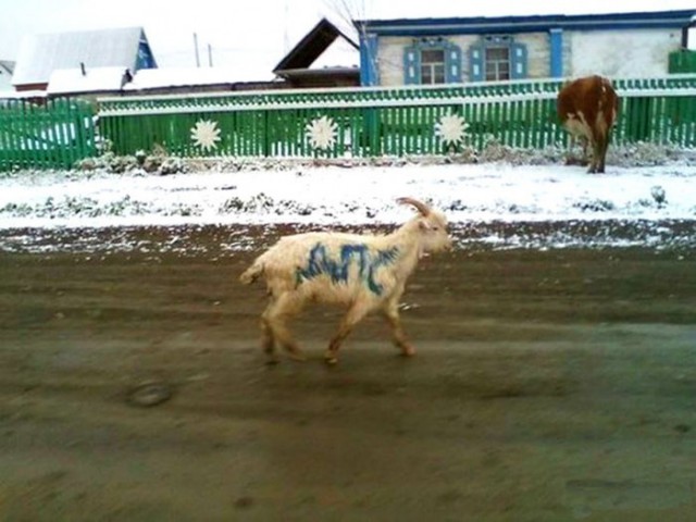 Пятничная деградация! Ура, товарищи!