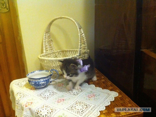 Котовторник 23/05/2017