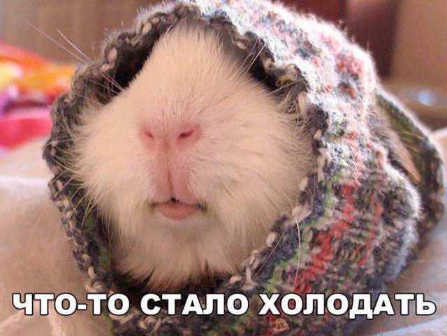 Подборка забавных животных