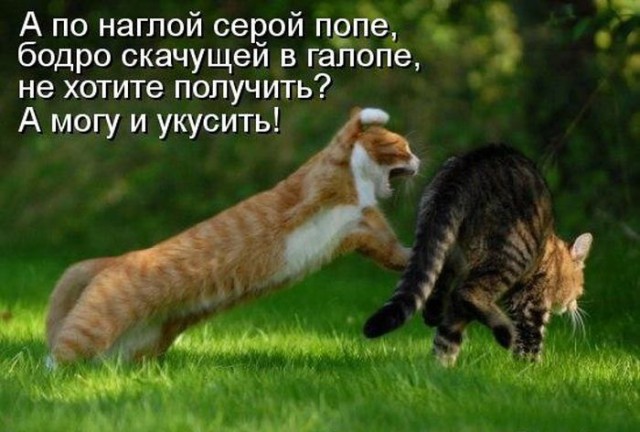 Коты. Отнюдь не ми-ми-ми.