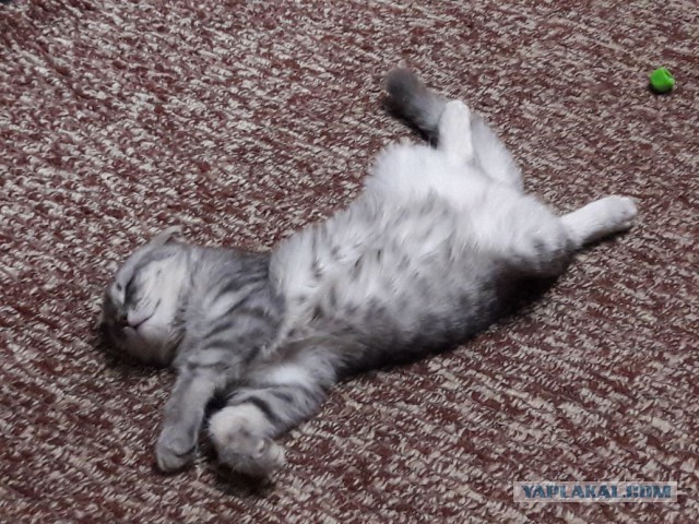 Котовторник 12.12.2017