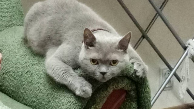 А давайте отвлечемся от политики и всяких прочих санкций, и начнем котовторник 10. 04. 2018