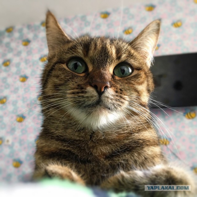 Котовторник  01.05.2018