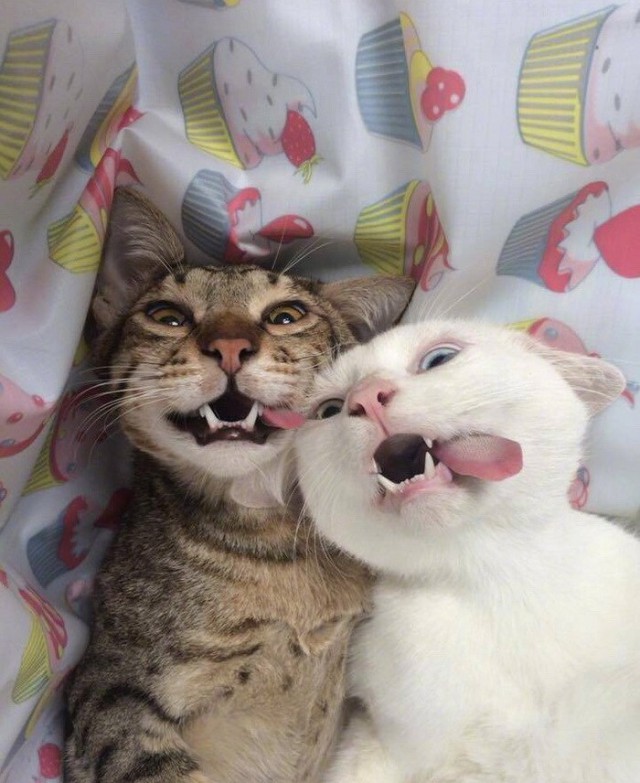 Кот без прикрас