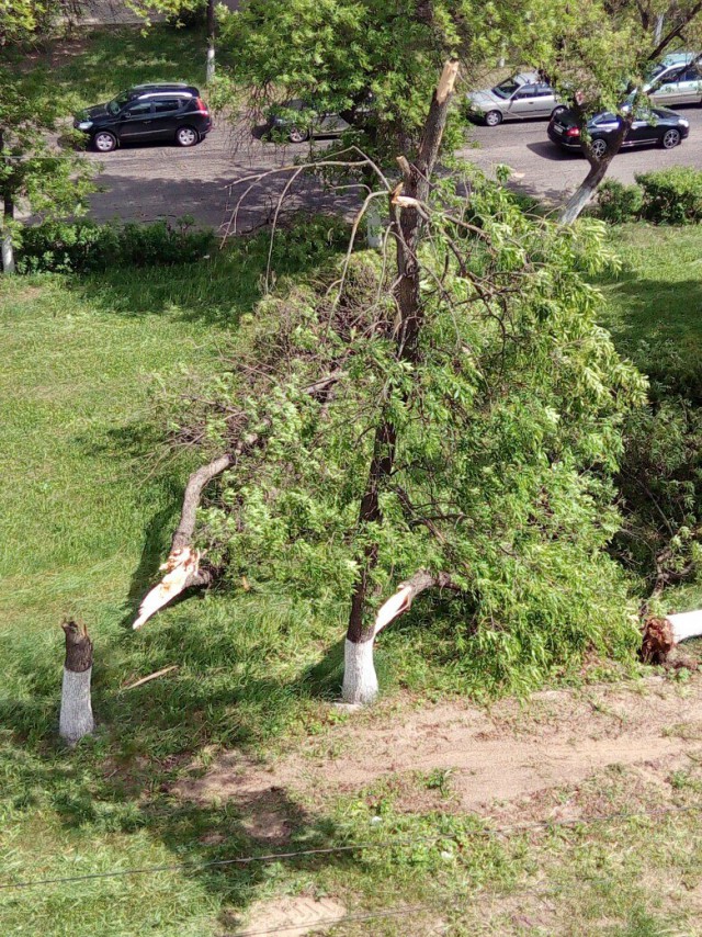 В Нижнем Новгороде ураган вырывает деревья с корнем и переворачивает машины